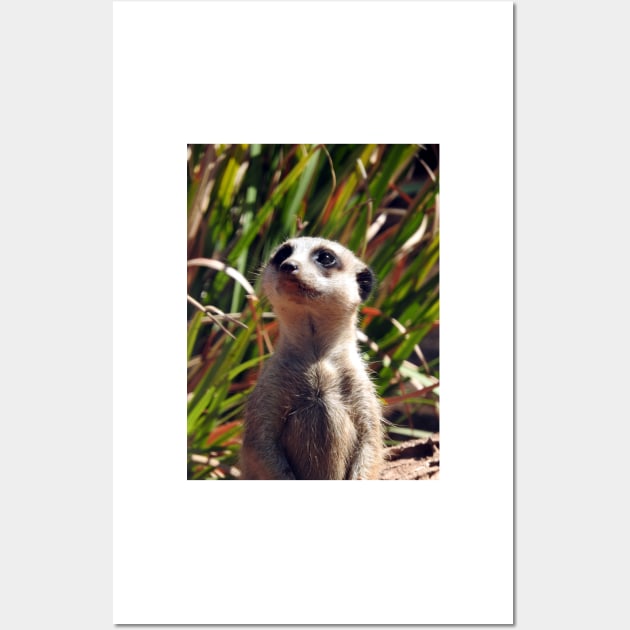 Meerkat Wall Art by kirstybush